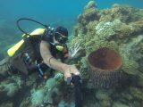 Scuba diving with PADI professionals